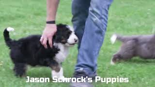 Jason Schrock's Bernedoodle Puppies by Mt Hope Puppies 168 views 8 days ago 1 minute, 6 seconds