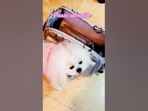 Top Veterinarian Reveals the SECRET to Raising Dog ROYALTY - YouTube Top Veterinarian Reveals the SECRET to Raising Dog ROYALTY - YouTube