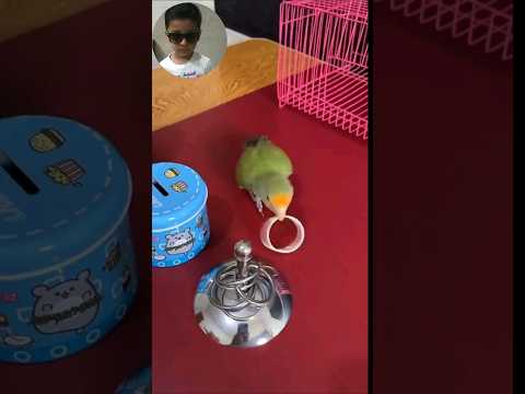 वीडियो: अच्छे तोते के नाम क्या हैं?