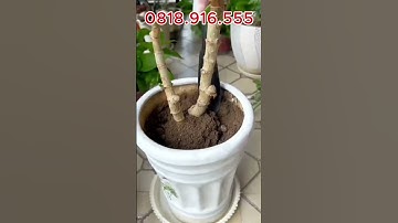 Bộ 2 chiếc xẻng làm vườn thép không gỉ cứng cáp
