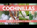 Cochinillas: Cómo combatirlas?