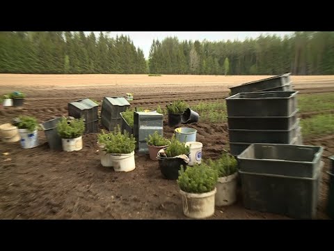 Video: Kaip Atpratinti Savo šešką Nuo žalingų įpročių