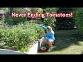Keeping My Tomatoes HEALTHY &amp; PRODUCING Longer
