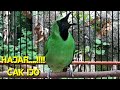 Pancingan Cucak Ijo Bongkar Isian Full Nembak Ksr Mancing Ijo Lain Emosi Mp3 - Mp4 Download