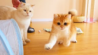 Nelson Is Such A Sweet And Playful British Shorthair Kitten