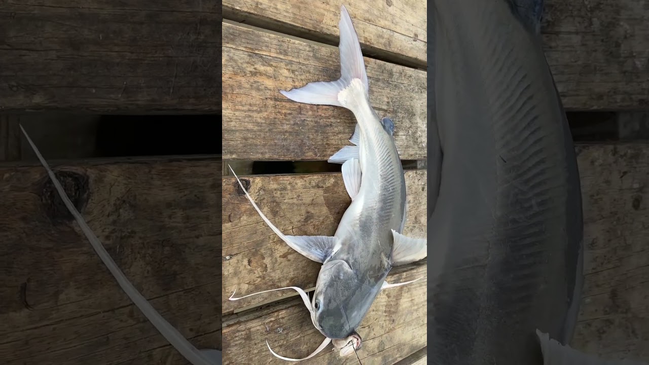 Do you Eat or Throw Gafftop Catfish? 