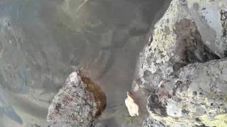 Niğde Şamandıralı Sazan Avı