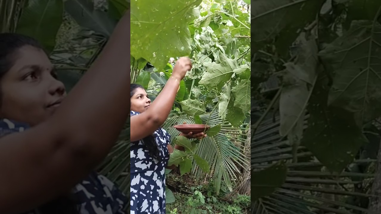 Chundakka fry recipe | Turkish berry fry recipe | Chundakkai fry 