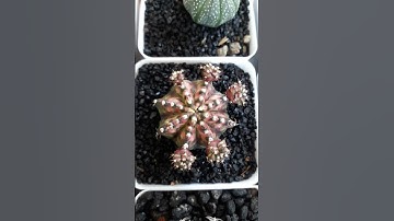 perfect variegation #cactuslover #viralvideo #trendingshorts #asmr #shortsvideo #shorts