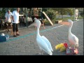 Pelican Attack in Fethiye!