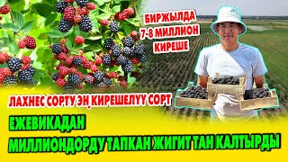 видео: 7-8 млн киреше болот деген АЗАМАТ быйыл түшүм 3 эсе көп болду дейт. 1га жерден 25тонна ЕЖЕВИКА терем картинка: 7-8 млн киреше болот деген АЗАМАТ быйыл түшүм 3 эсе көп болду дейт. 1га жерден 25тонна ЕЖЕВИКА терем