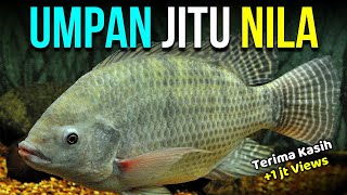 UMPAN IKAN NILA YANG PALING JITU DAN AMPUH