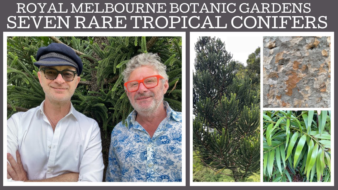 Royal Melbourne Botanic Gardens: Seven rare New Caledonian tropical conifers.