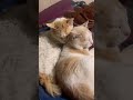 ❤️🧿😍 #cat #ytshorts #cute #love #care