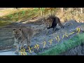 富士サファリパーク♬2021年冬〜ライオンさん〜ガオー動物