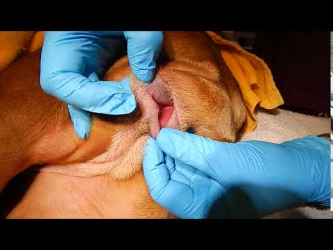 Dr Kraemer Vet4Bulldog Urinery Stone In Bulldog Vagina