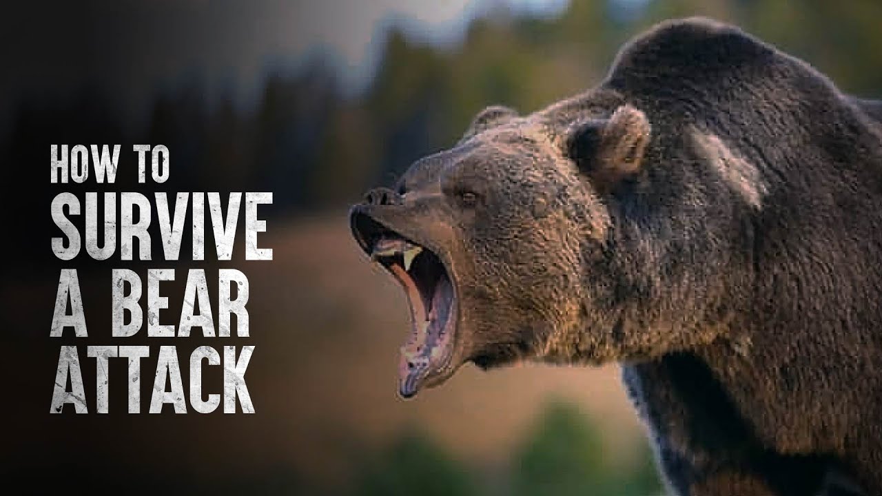 How to survive a bear encounter (and what to do if it all goes wrong), Wildlife