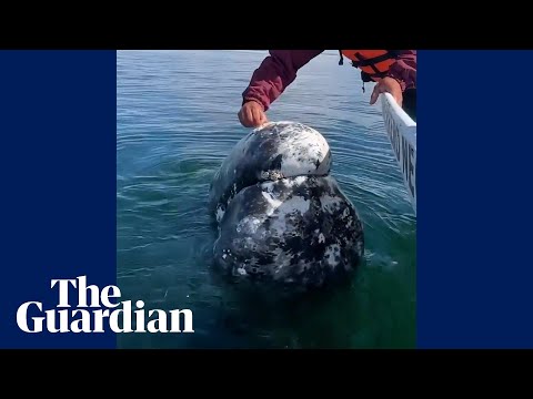 A grey whale approaches a whale-watching boat and has lice picked off it