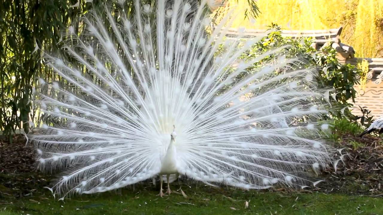 Photo D Un Paon Blanc Au Jardin D Acclimatation A Paris Neuilly White Peacock