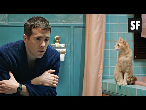 Vídeo: Os gatos matariam seus donos?