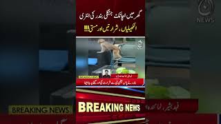 Wild Animals Enter Islamabad Residential Areas #shorts