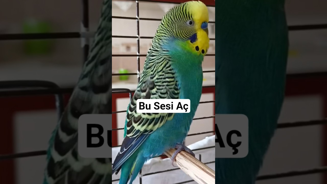 Bu Sesi Aç… Kuşun Sana Gelecek 🐦 #muhabbetkuşu #talkingparot #budgies #birdsong #birds #parrot