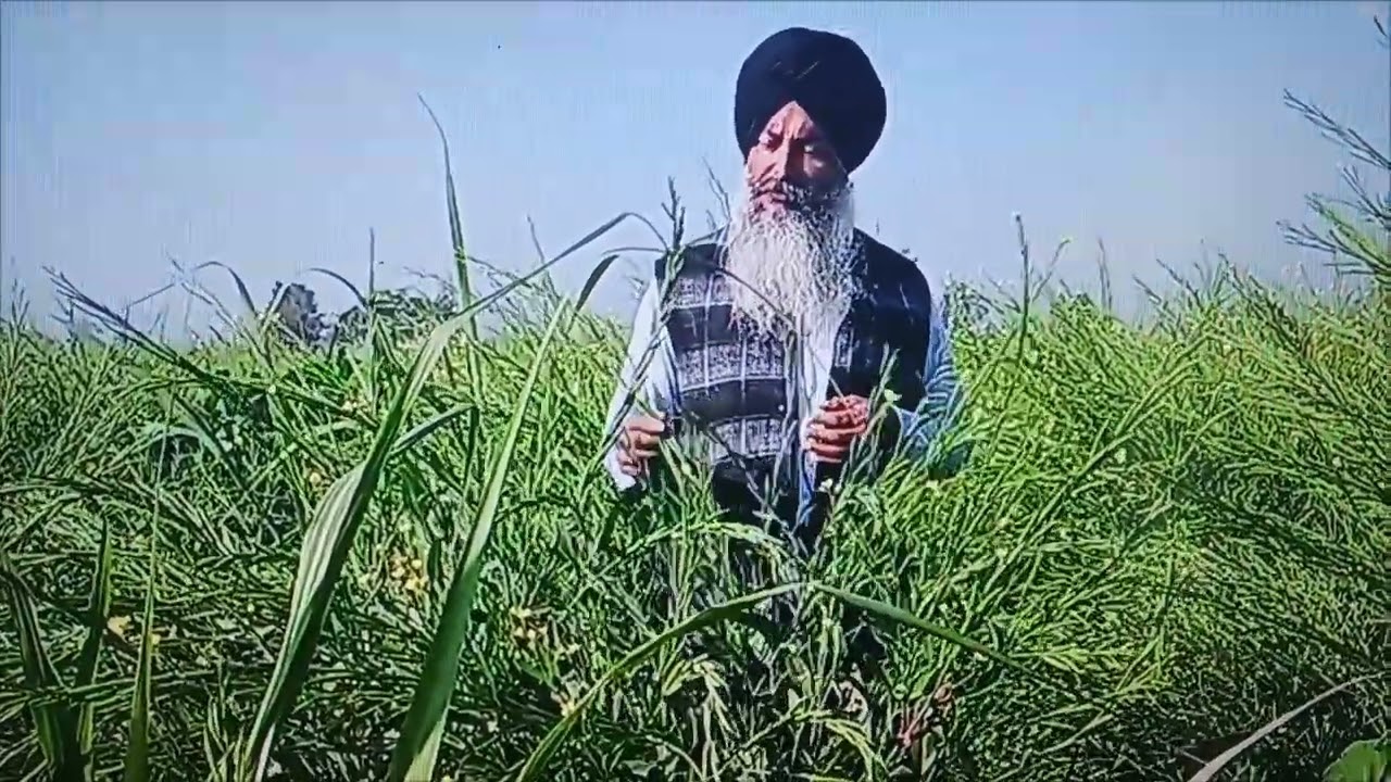 Sugarcane + mustrad phagwara good cropping system #phagwara #farmers #punjab