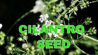 Never Buy Seeds Again  How to Collect Cilantro Seeds