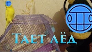 Попугай танцует под Грибы-ТАЕТ ЛЁД! #Волнистый попугай #Смешное видео Попугай танцует под Грибы-ТАЕТ ЛЁД! #Волнистый попугай #Смешное видео