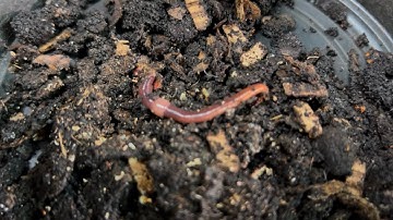 Picking Skinny Breeders Out of a Grow Out Bin - 3 Reasons Why To Do This