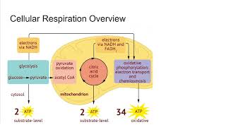 Cellular Respiration Overview