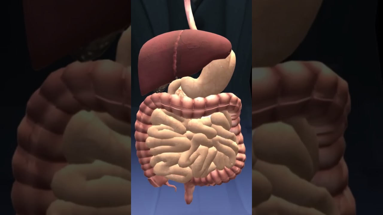 What If You Swollow Alive Pirana Fish? (3D Animation) 