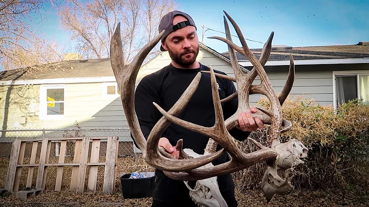 LOCKED MULE DEER BUCKS!