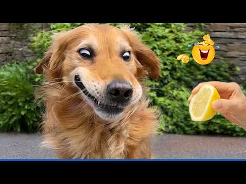 You Can’t Stop Laughing At These Dogs 🤣 Funniest Dogs of 2026!