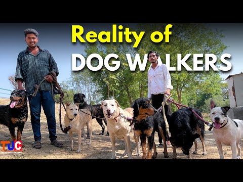 Experienced Dog Walkers Revealed The Reality of Dog Walking!!