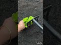 Planting Lactuca sativa plants Tutoria #jaatagromatic #gardeningtips #gardening