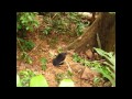 Sun Bear Rehabilitation | Sun Bears at BSBCC Forest Enclosure | Ah Chong