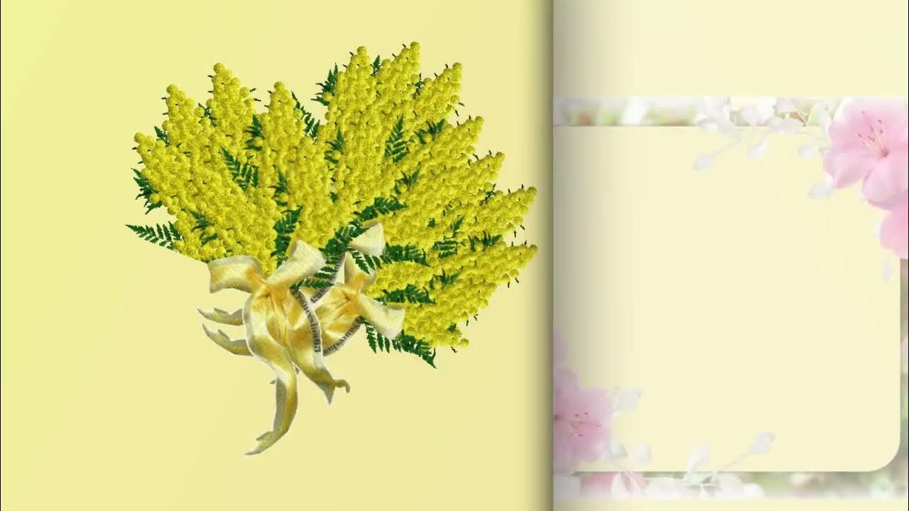 Три ветки мимозы железников. 3 мимозы. Мимоза дерево. Три ветки мимозы. 3 мимозы.