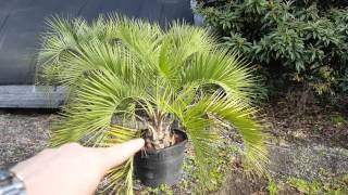 Palm Plant ID & Knowledge Base Charleston, SC