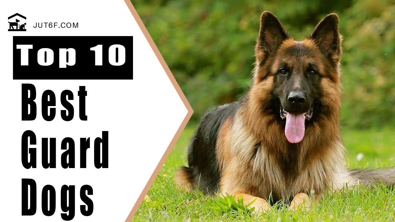 best guard dogs 2018