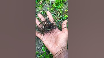 #trending 😛😛#shorts #viraal 🙆🙆#video