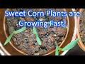Sweet Corn Plants are Growing Fast!