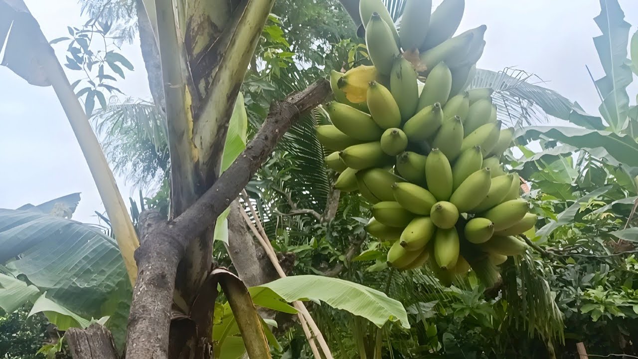 Pisang Marlin panen buah perdana