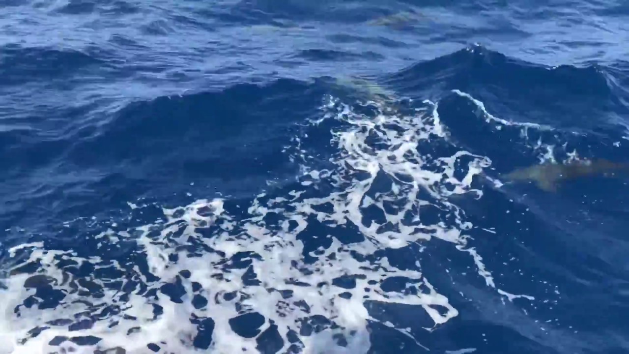 Delfine am Boot in Ägypten - El Quseir 2018