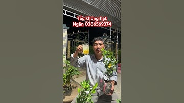 Test Tắc không hạt tại cây #ngocnganbentre #0386569374 #farming #gardening