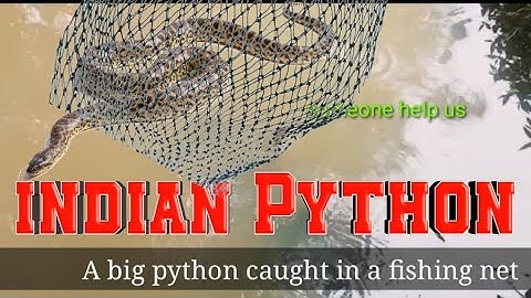Python trapped in Fishing Net 🕸️🐍🕸️🚨