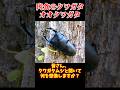 【ゆっくり解説】オオクワガタに超意外な一面が… #ゆっくり解説 #昆虫#オオクワガタ