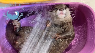 How Otters Relieve Travel Fatigue