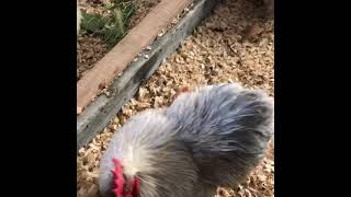 Çapkın Bey Yine Formunda Maşallah