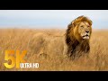 5K African Wildlife Documentary Film - Etosha National Park, Namibia, Africa